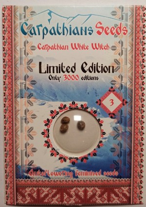 Auto White Witch Feminised