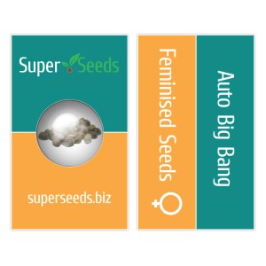 Auto Big Bang Feminised