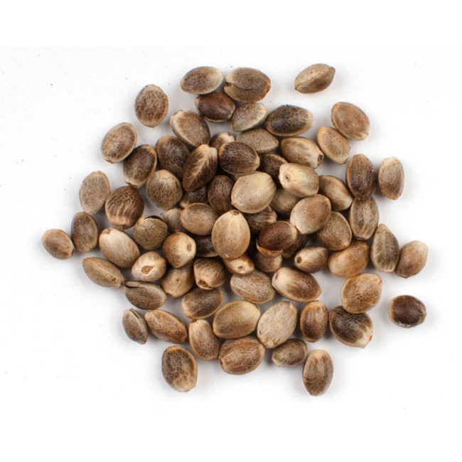 Auto White Russian Feminised