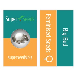 Big Bud Feminised