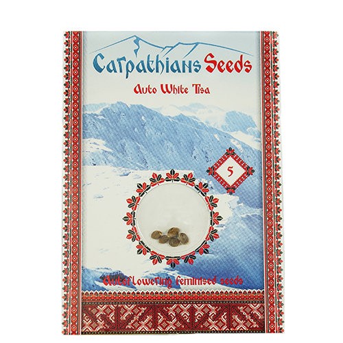 Auto White Tisa Feminised Auto White Tisa Feminised