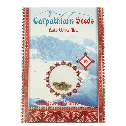 Auto White Tisa Feminised Auto White Tisa Feminised