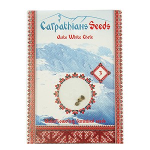 Auto White Chere Feminised