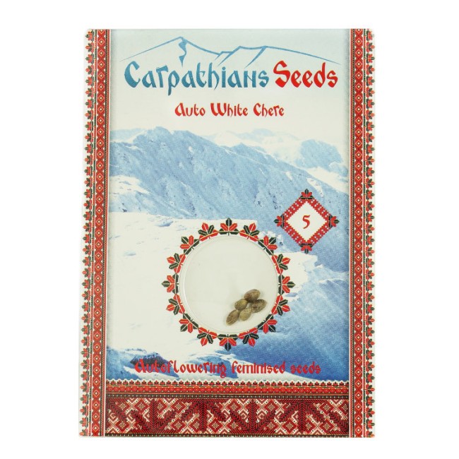 Auto White Chere Feminised Auto White Chere Feminised