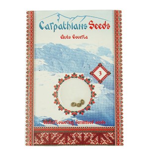 Auto Goverla Feminised