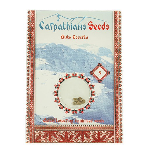 Auto Goverla Feminised Auto Goverla Feminised