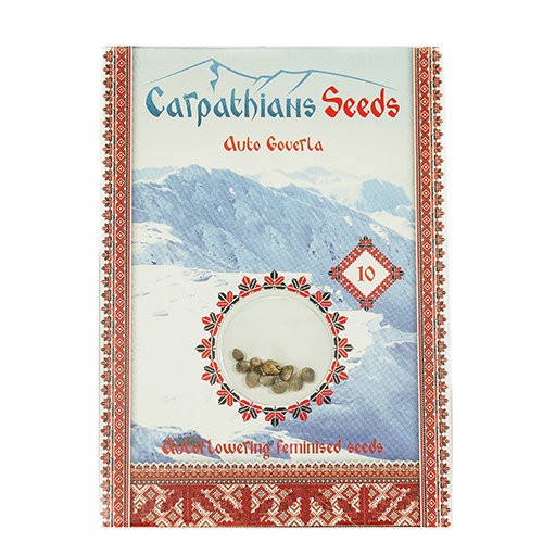 Auto Goverla Feminised Auto Goverla Feminised