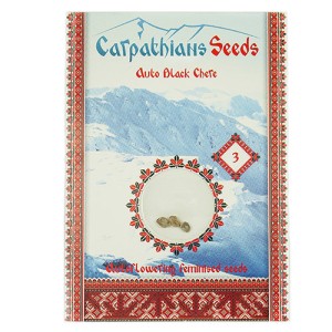 Auto Black Chere Feminised