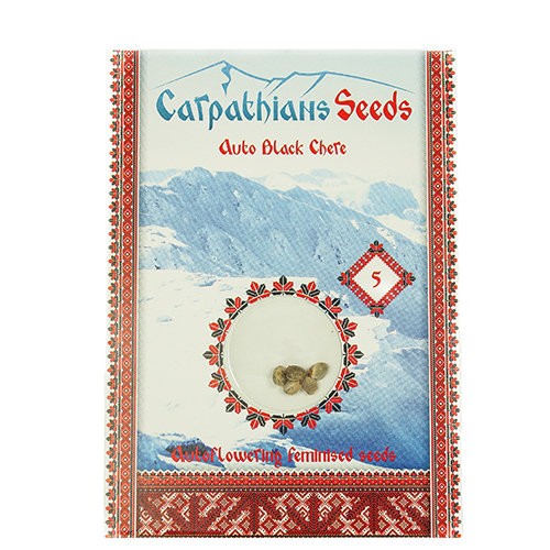 Auto Black Chere Feminised Auto Black Chere Feminised