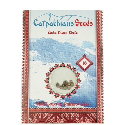 Auto Black Chere Feminised Auto Black Chere Feminised