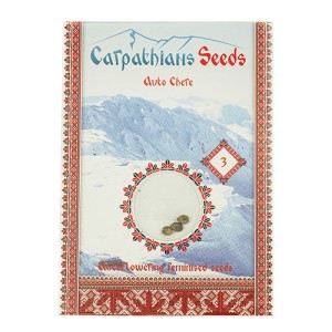 Auto Chere Feminised