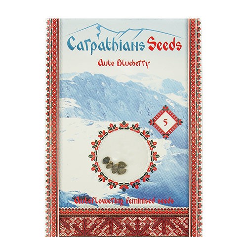 Auto Blueberry Feminised Auto Blueberry Feminised