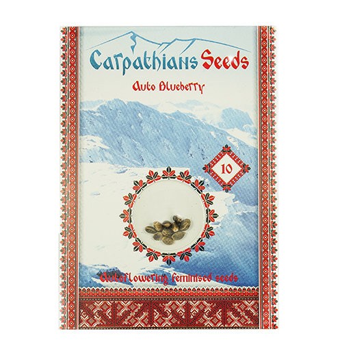 Auto Blueberry Feminised Auto Blueberry Feminised