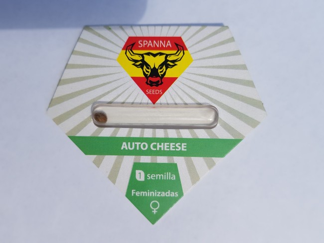 Auto Cheese fem