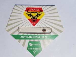 Auto Amnesia Haze Fem