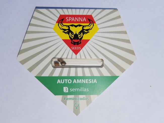 Auto Amnesia fem