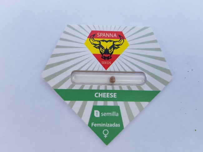Cheese fem