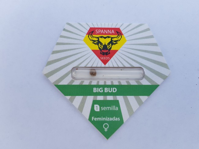 Big Bud feminised