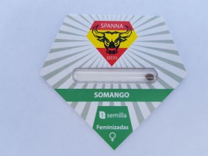 Somango  feminised