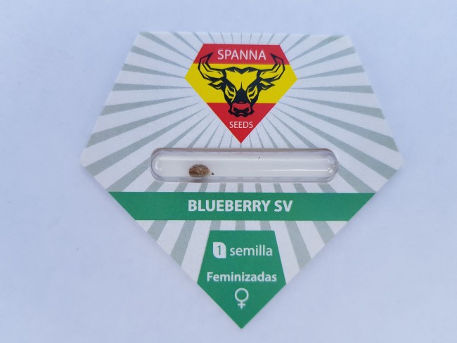 Blueberry SV fem