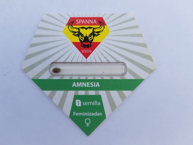  Amnesia Feminised