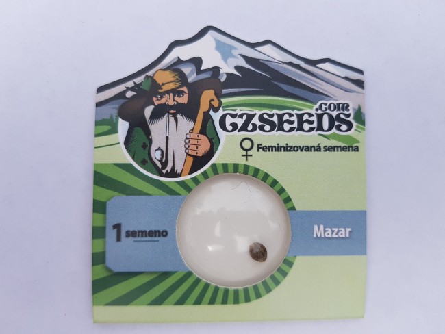 Mazar feminised