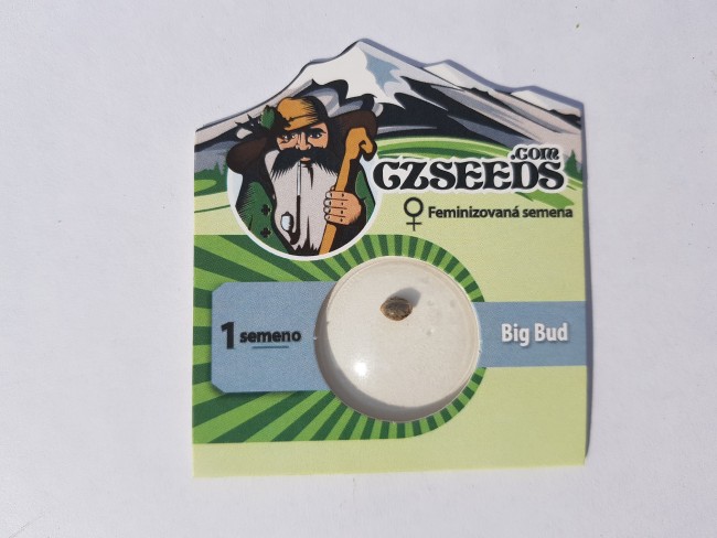Big Bud feminised