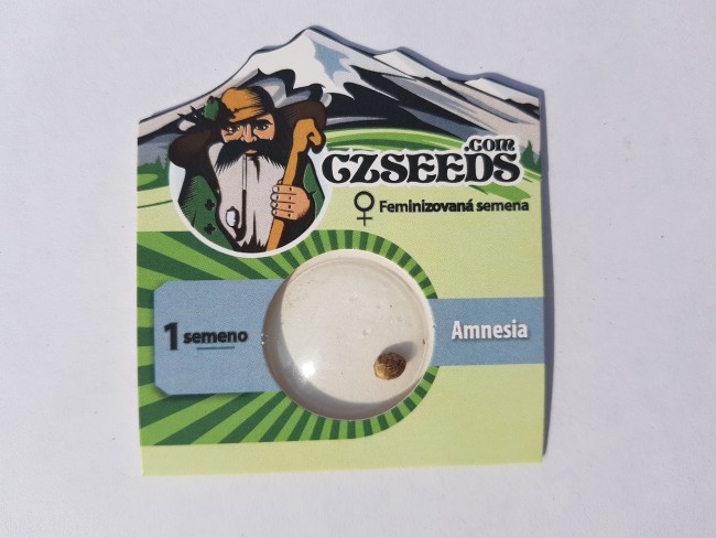 Amnesia feminised